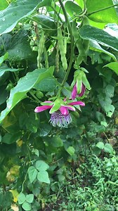 13K views · 39 reactions | Flor de la Passiflora edulis edulis, en colombia conocemos este fruto como Gulupa. https://youtube.com/channel/UCqDGmfCWrmp65CjqZ2dWQ6A | AgroTech | Facebook