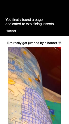 Explaining Insects 🦋 on Instagram: "Hornets are large, powerful social wasps known for their size, deep buzzing flight, and strong defensive instincts. They live in organized colonies led by a queen and build paper-like nests from chewed wood fibers. Hornets are skilled predators, hunting flies, caterpillars, and other insects, which helps keep ecosystems balanced. Although their sting is painful and they can sting multiple times, hornets are not aggressive by default and usually attack only wh