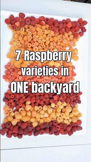 7 Raspberry varieties