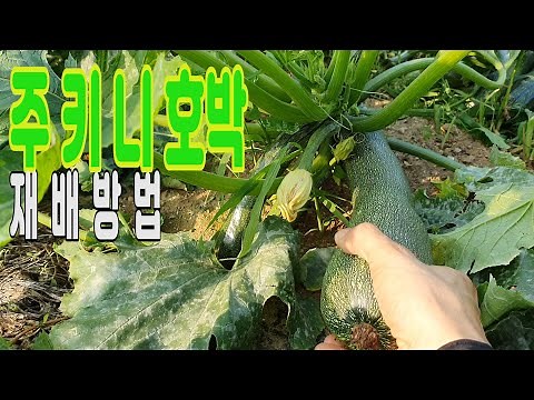 How to grow zucchini.a Korean farm