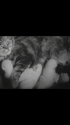 Is Euthanasia Dangerous? -The Problem With Euthanasia
