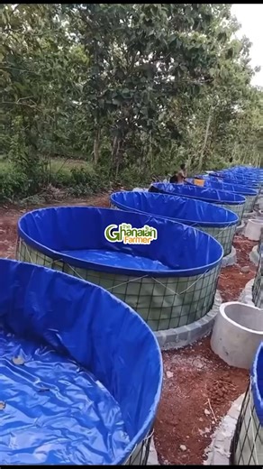 You can become the next big billionaire fish 🐟 farmer by adopting this strategy to farm. The risk in our rivers are way higher 😳😳😳 | The Ghanaian Farmer