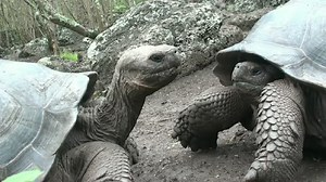 The Life of Galapagos Tortoises  | Britannica