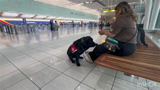 1K views · 34 reactions | Service Dog in Training (SDIT) McGraw and...