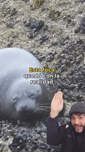 1.2M views · 56K reactions | Focas re loc as #focas | Angelicaclips | Facebook