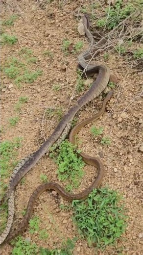 How Snakes Mate? 🤯 #wildlife #shorts