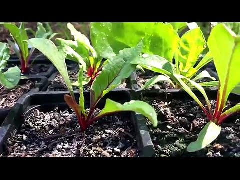 🌱Betteraves du semis au repiquage 🌱