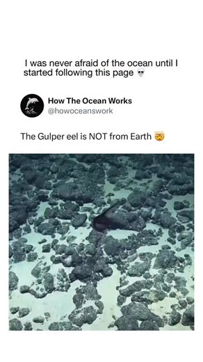 How The Ocean Works on Instagram: "@howtheoceanworks teaches you something new about the ocean everyday! 🌊 🧠 The gulper eel (also called the pelican eel) is a real deep-sea fish that lives thousands of feet below the surface, where light barely exists. It has a long, whip-like tail, tiny eyes, and an enormous mouth that looks completely out of proportion to its body. Despite the scary appearance, it’s not aggressive toward humans; it drifts slowly through the abyss feeding on crustaceans, squi