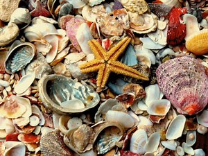 10 Super Simple DIY Seashell Crafts