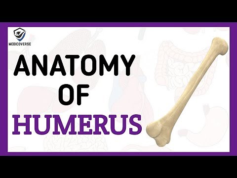 Humerus Bone Anatomy - Learn in 5 Minutes !