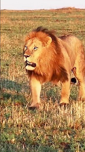 Witness the King in His Domain #wildlife #nature #savanna