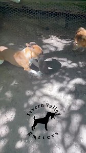 140K views · 1.9K reactions | Do the rats  bite the dogs ? It’s a...