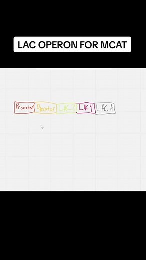 Understanding the Lac Operon: A Detailed Explanation