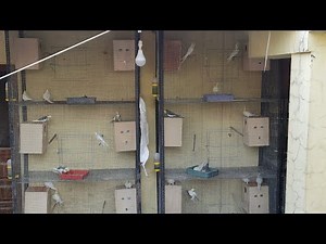 cockatiel breeding setup.. 15 pairs setup cage box...