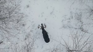 1.6M views · 45K reactions | Woodsman Derek Burgoyne caught this bull moose shedding its antlers while he was surveying hardwood trees near Juniper, N.B. | Follow us: www.cbc.ca/nb | Facebook