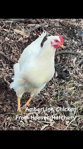 The Salty Chick-Inn on TikTok