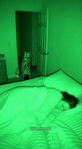 When your cat gets bored at 3 a.m. #1 😂 #cat