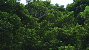 Time Lapse Lush Scenic Leaves Sway Stock Footage Video (100% Royalty-free) 3723390651 | Shutterstock