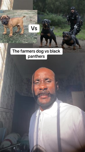 South African Mastiff vs Black Panther: An Epic Showdown