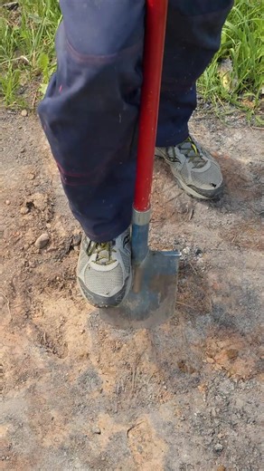 Plant a Tree Sapling with These Simple Steps! | Trucos Panda