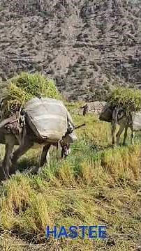 🌾 Nomadic life in Iran | Harvesting organic rice using traditional Iranian farming methods🇮🇷🌿