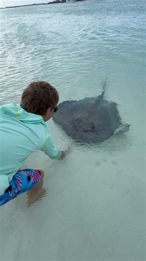 Just when you think it’s safe to feed the string rays and play in the water! | BlueGabe