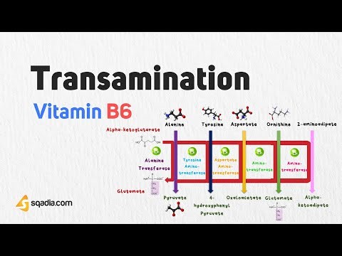 Water Soluble Vitamin B6 | Transamination