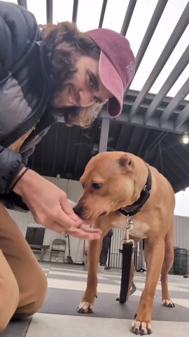Dangler in Chief on Instagram: "Does Snickers dangle? #StayDangling Snickers is a shy lady so she wasn't jumping into my arms but was so curious she was happily following me around. Another "I'm not sure why she's still here" perfect dog. Other dogs make her nervous and she probably wouldn't love small children or cats. She's the perfect size, quiet, and looks to have had her ears pooorly cropped with a grapefruit spoon, maybe. @pawschicago is an absolutely amazing facility but it's their low co