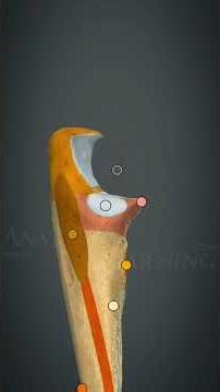 “Understanding the Ulna Bone made simple 🦴✨ #UlnaBone #AnatomyBasics #SkeletalSystem