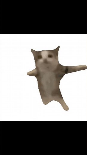 Such a polite cat #meme #memes