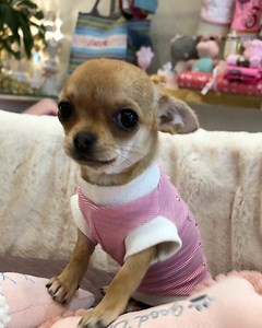 148K views · 6.2K reactions |  | Prince and Princess - DOG'S FASHION WORLD | Facebook