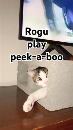 Rogu purr and play at TV #rogustyle #cat #catshorts #roguvideo #cute