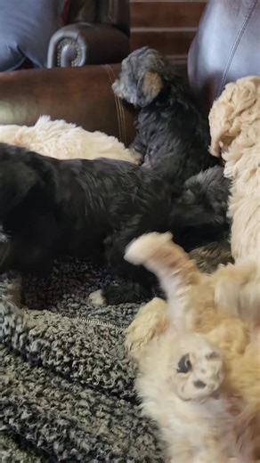 Scenes from today.. Boy! This cooler weather has these guys wide open! Everyone stay warm 🙂 | Council Kennels