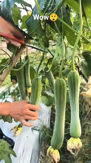 Organic Growth | Organic Growth TV | Smart Farming | Low Investment | kheti bari | livestock farming