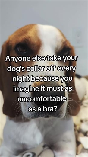 Rumi the Beagle on TikTok