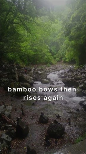 The Bamboo Principle