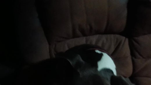 Brad Williams on Reels