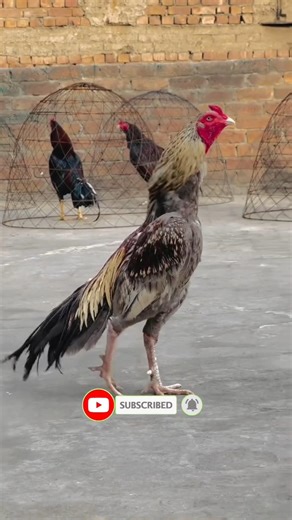 Aseel Saleti Java Murga