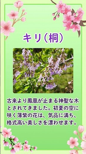 5月9日の誕生花は「キリ」。初夏の空に紫色の花を咲かせるキリは、古来より「高貴な木」の象徴として大切にされてきました。 #癒しの言葉 #キリ #桐 #誕生花 #高貴な花 #自分を大切に #5月9日