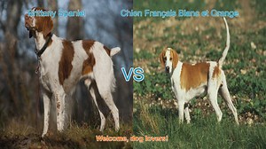 Brittany Spaniel vs. Chien Français Blanc et Orange: A Comprehensive Comparison