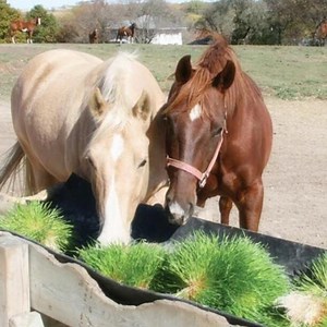 [Hot Item] 1500kg/Day Good Cost Automatic Green Hydroponic Fodder Machine Container System