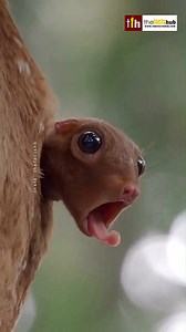 2.3K views · 25 reactions | Most Rare & Strange Animal  Colugo Flying Lemur . . . #facts #animals #instagram #reels #shorts | The Facts Hub | Facebook
