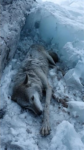 Frozen Wolf Pack Found Locked in Ice in Siberia