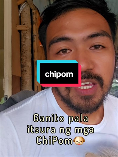 Pomeranian at Chihuahua: Ang Cute na Hybrid na Aso