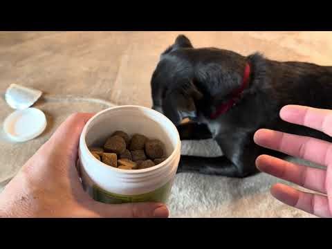 Dog Taste Test, Smell, and Softness of Chew+Heal Dog Multivitamin