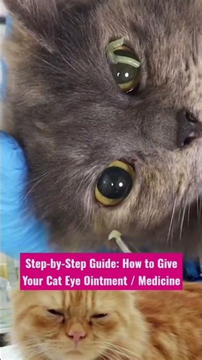 Step-by-Step Guide: How to Give Your Cat Eye Ointment / Medicine
