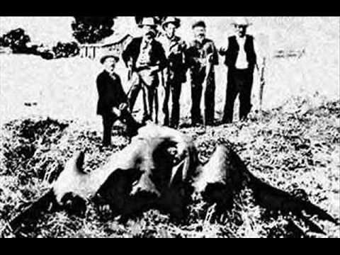 Top 20 Cryptids Animals!