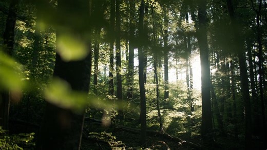 Why Just Planting Trees Won’t Save the Planet