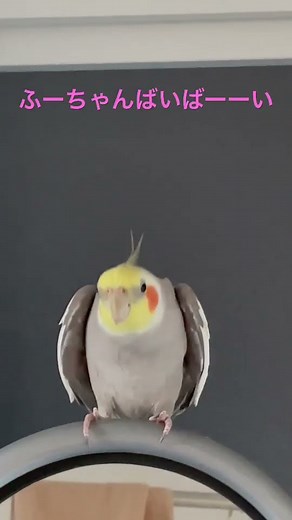 お喋り中に転けそうになるオカメインコのふーさん♪