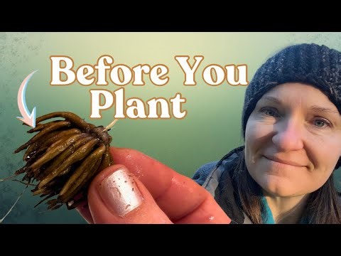 How to Pre-Sprout Ranunculus (Step-by-Step From Corm to Soil)